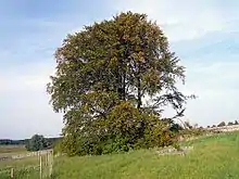 Die Bavaria-Buche 2007
