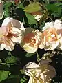 ‘Baxter Beauty’, Grimwade, 1938