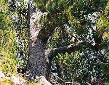 Die Bajkuschewa Mura, ältester Baum Bulgariens