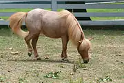 Stichelhaariger Fuchs mit dunklem Kopf