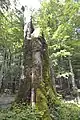 Alte Bäume im Wald