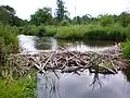 Talsperre Bebrų in der Smilga