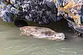 Biber im Soda Butte Creek