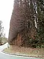 Die noch laublose Hecke Ende März (2010)