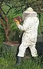 Imker beim Arbeiten an einer mit Bienen besetzten Segeberger Beute