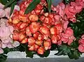 Die Elatior-Begonie (Begonia ×hiemalis Fotsch, Syn.: Begonia ×elatior hort.), ist eine der häufigsten blühenden Zimmerpflanzen.