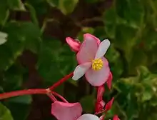 Begonia minor