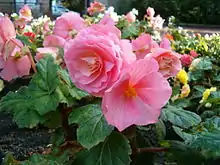 Knollenbegonien (Begonia-Tuberhybrida)