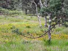 Gelbe Moorlilie und Glockenheide im Pietzmoor