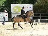 Normaler Braunisabelle