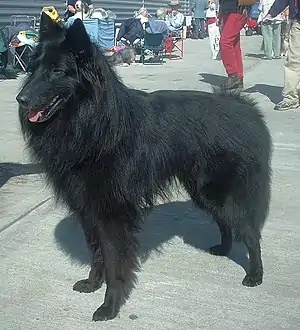 Groenendael eine Varietät des Belgischen Schäferhunds