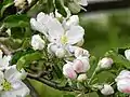 Blüte des Boskoop