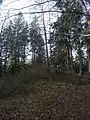 Gipfelbereich des Bemberg