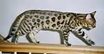 Rosetted Bengalkatze