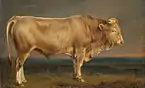 Stier