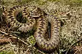 Kreuzotter (Adder)
