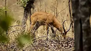 Antilope des Bénoué-Nationalparks