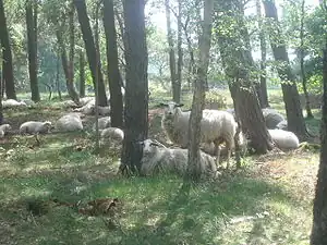 Bentheimer Landschaf