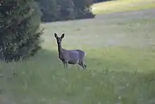 Ein Reh steht am Waldrand und beobachtet seine Umgebung