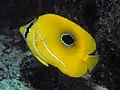Bennetts Falterfisch(C. bennetti)