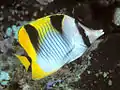 Indischer Doppelsattel-Falterfisch(C. falcula)