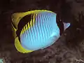 Riesen-Falterfisch(C. lineolatus)