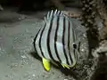 Achtbinden-Falterfisch(C. octofasciatus)