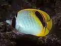 Falscher Riesenfalterfisch (C. oxycephalus)