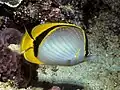 Goldtupfen-Falterfisch(C. selene)
