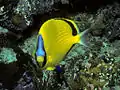 Blaustirn-Falterfisch(C. semeion)