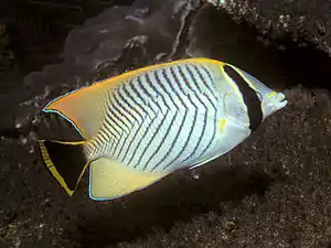 Sparren-Falterfisch(C. trifascialis)