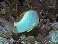 Gelbkopf-Falterfisch(C. xanthocephalus)