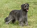 Pyrenäenschäferhund /-hütehund, Langhaar