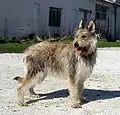 Berger de Picardie