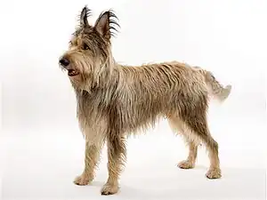Berger de Picardie