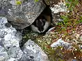 Ein Berglemming versteckt sich