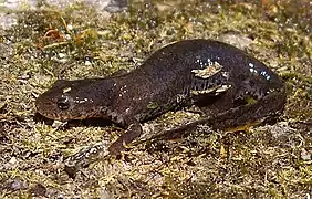 Bergmolch(Ichthyosaura alpestris)