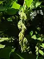 Fruchtstand