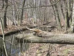 Das Berliner Naturschutzgebiet „Hundekehlefenn“