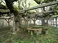 Gerichtsplatz im Westen-Linde mit Holzbalkenabstützung der Äste und Richtertisch mit Bänken