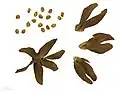 Unterfamilie Brownlowioideae: Früchte und Samen von Berrya cordifolia
