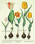 Tulpen, 1613