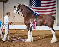 Hochprämierter Clydesdale-Hengst