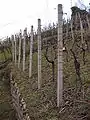 Drahspalier mit Betonpfählen
