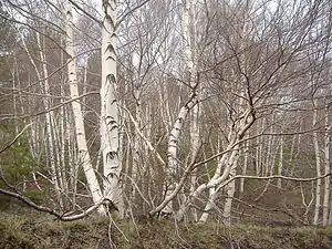 Birken (Birch)