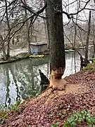Aktive Biber in Oede Schlenke an der Wupper