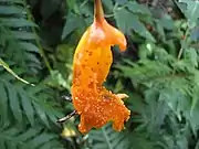 Kanaren-Glockenblume