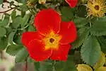‘Bicolor’ (‘Rosa foetida bicolor’), Gerard, 1596
