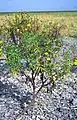 Die endemische Bidens kiribatiensis