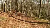 Mögliche Wallreste unterhalb des Steilhangs
